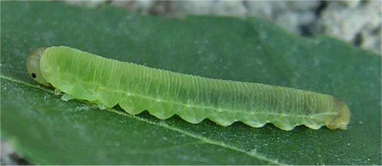 larvetta di Tenthredinidae